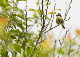 Mésange bleue (Cyanistes caeruleus) au repos sur une branche