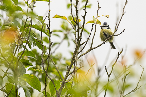 Mésange bleue (Cyanistes caeruleus) au repos sur une branche