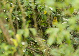 Verdier d'Europe (Carduelis chloris) observe les alentours depuis un feuillu