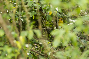 Verdier d'Europe (Carduelis chloris) observe les alentours depuis un feuillu