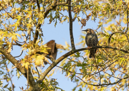 Octobre 2018 Etourneau sansonnet posé sur un arbre aux couleurs automnales