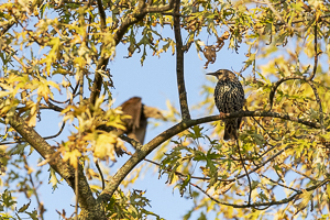 Octobre 2018 Etourneau sansonnet posé sur un arbre aux couleurs automnales