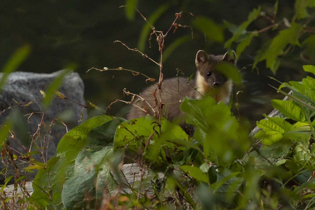 Photo animalière Martre des pins m’observe derrière des feuillages