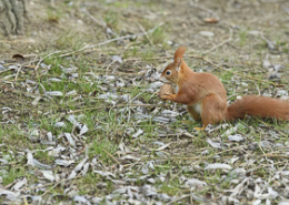 Février 2019 Ecureuil roux (Sciurus vulgaris) tenant une noix dans ses pattes avant