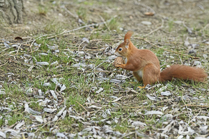 Février 2019 Ecureuil roux (Sciurus vulgaris) tenant une noix dans ses pattes avant