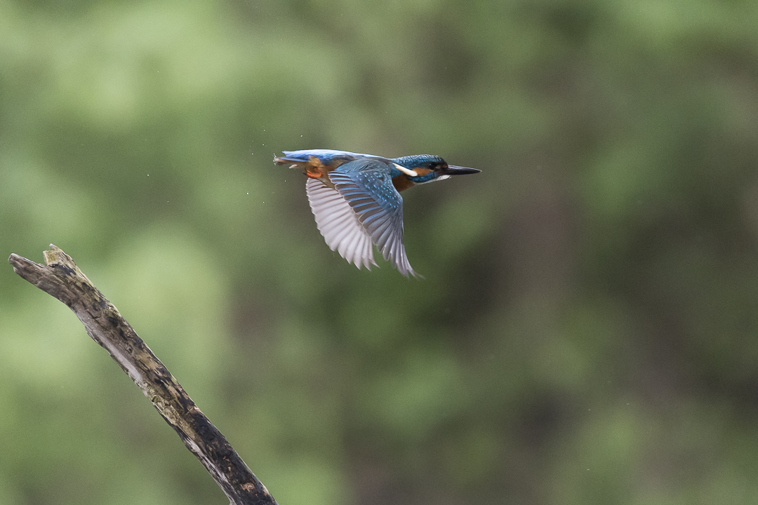 Photo animalière declicnature Martin pêcheur en vol